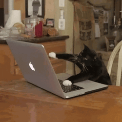 cat-typing